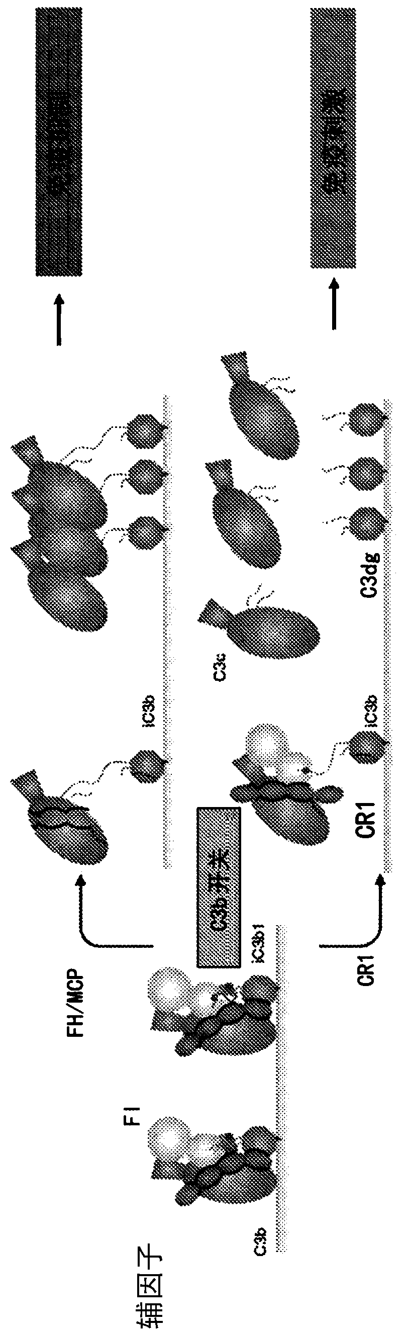 Methods and compositions to enhance the immunogenicity of tumors
