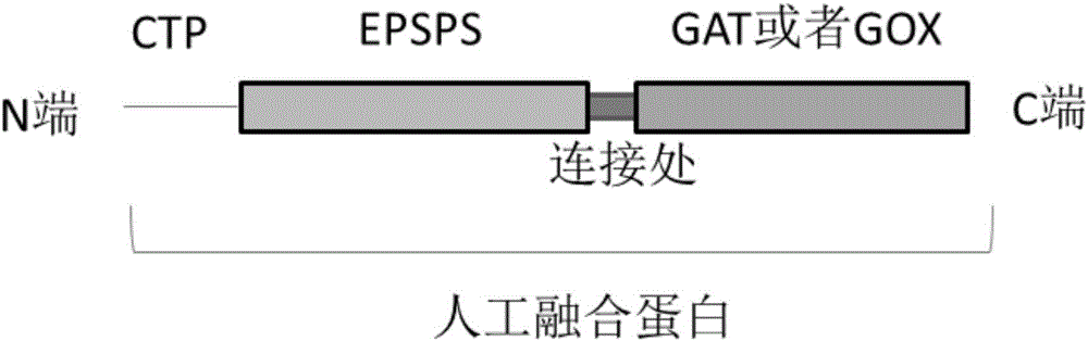 Glyphosate-resistant Fusion Gene, Encoding Protein and Application