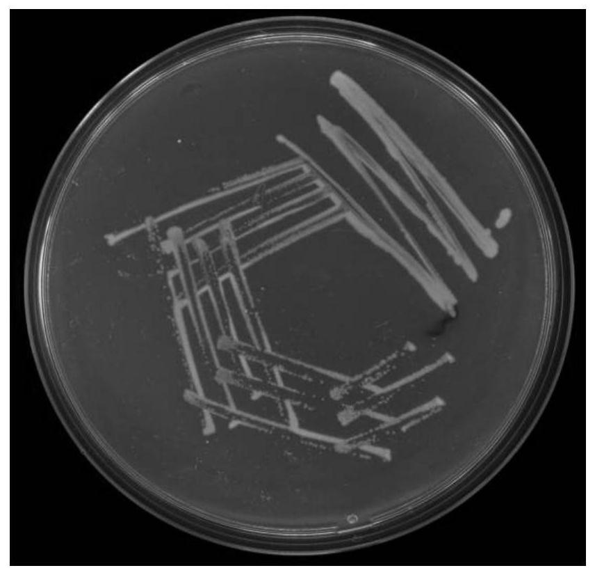 High-efficiency prothioconazole-degrading bacteria w313, bacterial agent and its application