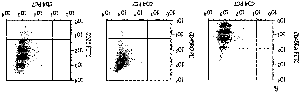 Cells expressing TH1 characteristics and cytolytic properties