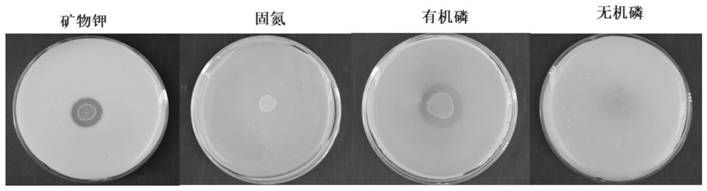 Salt-tolerant potassium-solubilizing growth-promoting microbacterium oxydans 41-C8, microbial agent and application thereof