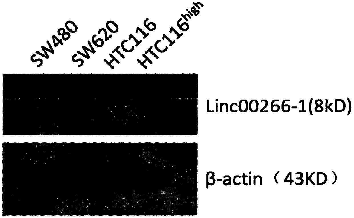 Application of LINC00266-1 polypeptide as solid tumor marker