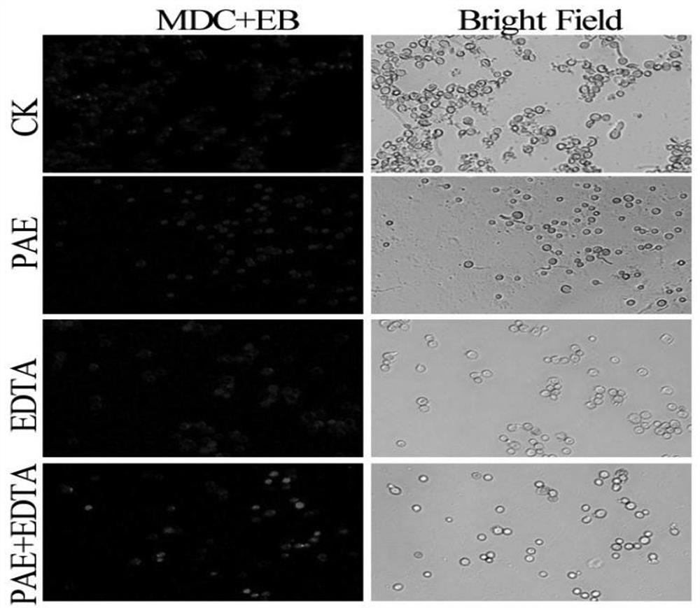 A kind of aspergillus flavus control composition containing perillaldehyde and calcium ion chelating agent edta and its application