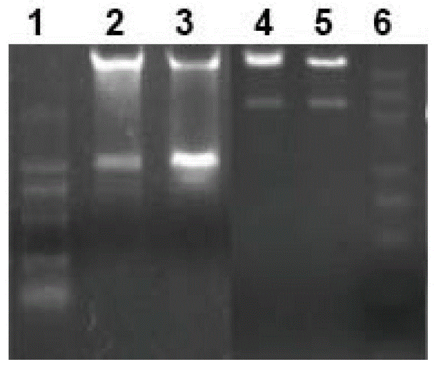 Recombinant corynebacterium glutamicum capable of being used for highly yielding L-phenylalanine and application thereof