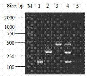 Kit for rapid detection of eperythrozoon, leptospira and toxoplasma in blood and application of kit