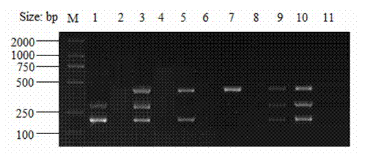 Kit for rapid detection of eperythrozoon, leptospira and toxoplasma in blood and application of kit