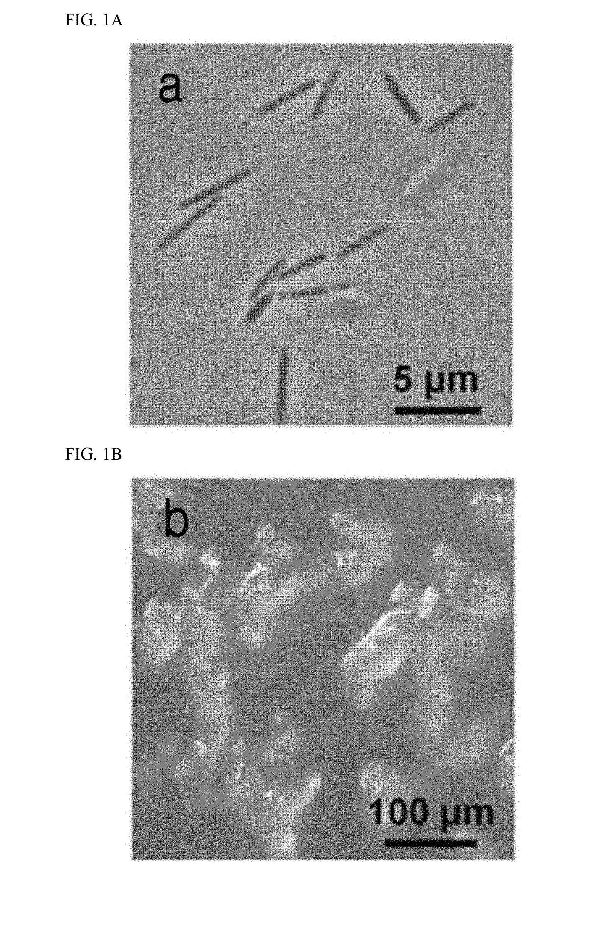 Novel antimicrobial compound and use thereof