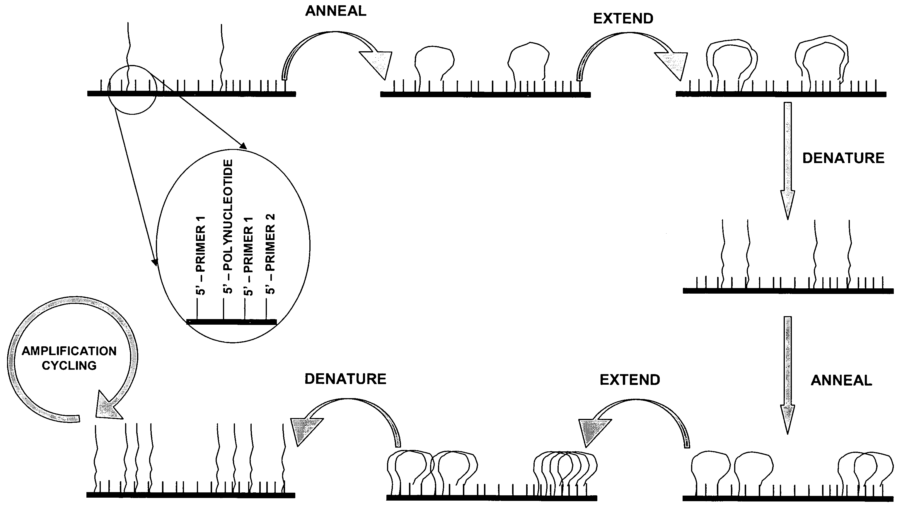 Isothermal methods for creating clonal single molecule arrays