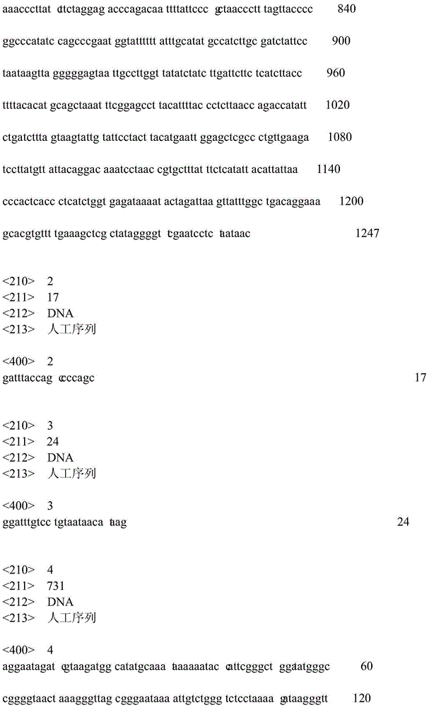 Evaluation method for releasing effect of Marsupenaeus Japonicus