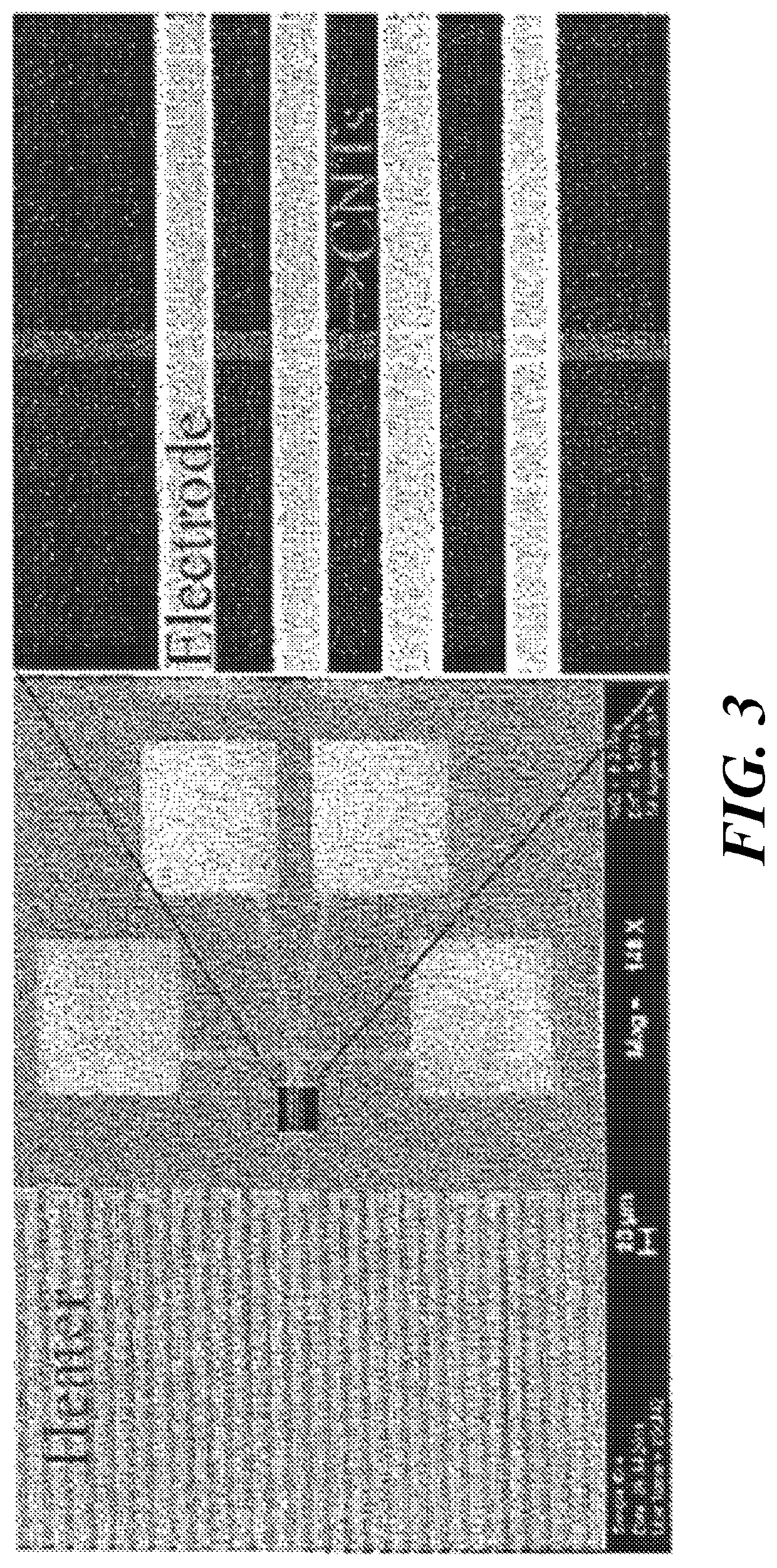 Fabrication of carbon nanoribbons from carbon nanotube arrays