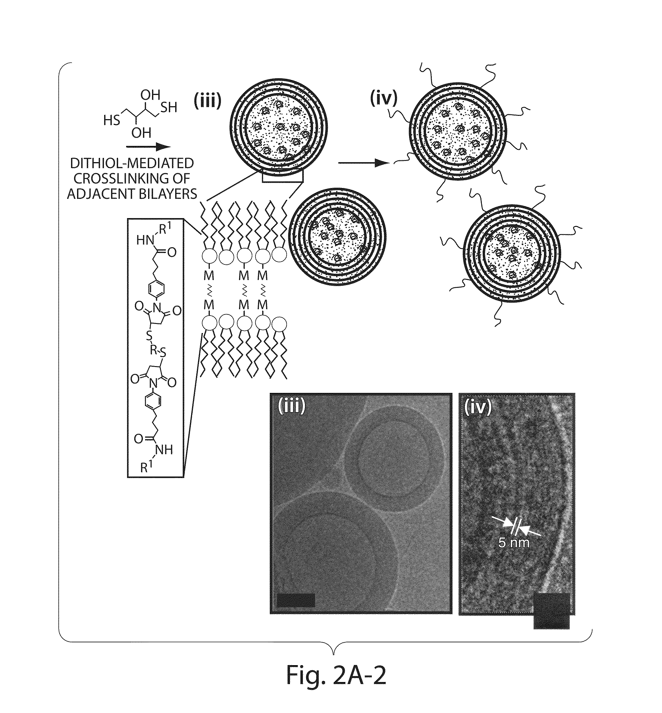 Lipid vesicle compositions and methods of use