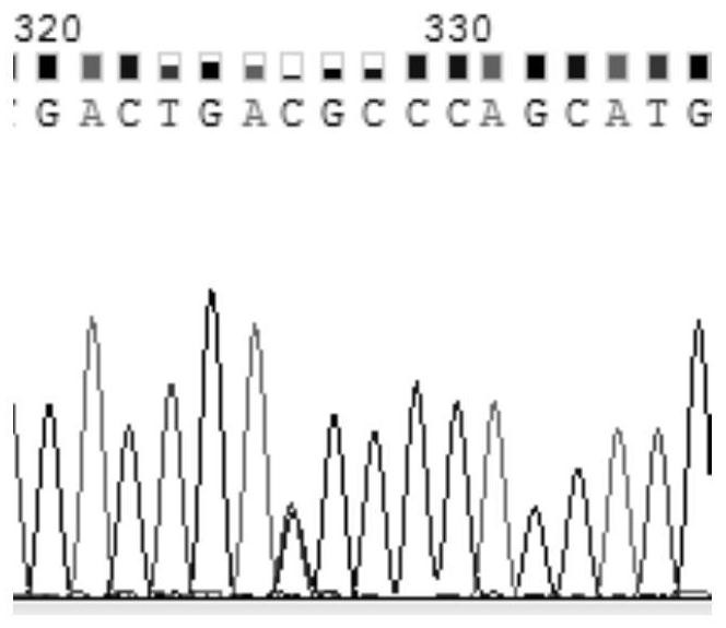 Cloning primers, single nucleotide polymorphism site detection method and application of porcine plin1 gene