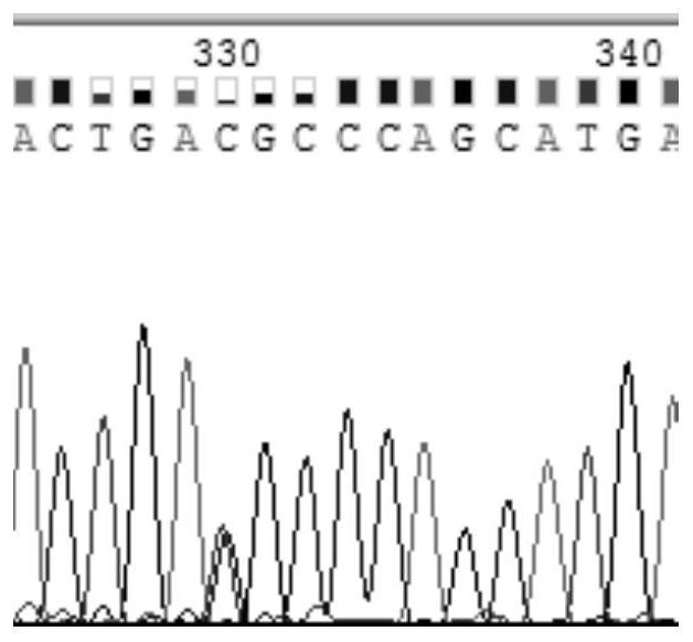 Cloning primers, single nucleotide polymorphism site detection method and application of porcine plin1 gene