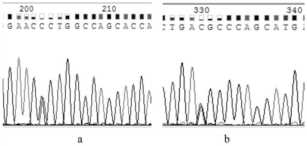 Cloning primers, single nucleotide polymorphism site detection method and application of porcine plin1 gene