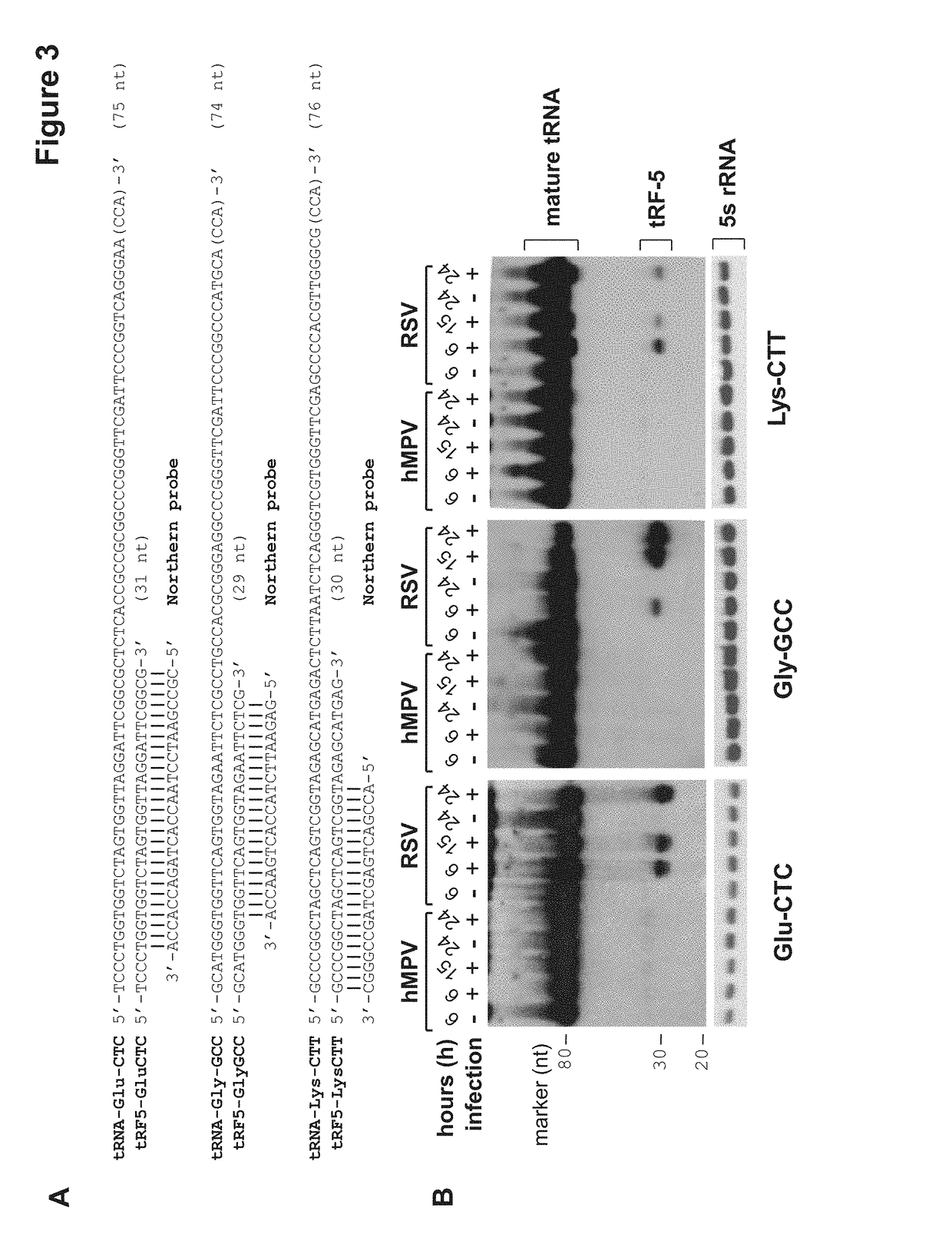 Compounds and methods for altering RSV replication rate