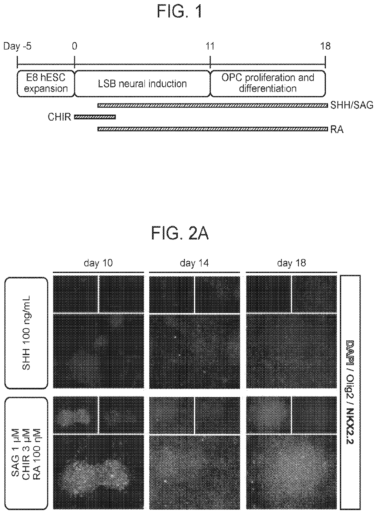 Compositions and methods for generating oligodendrocyte precursors