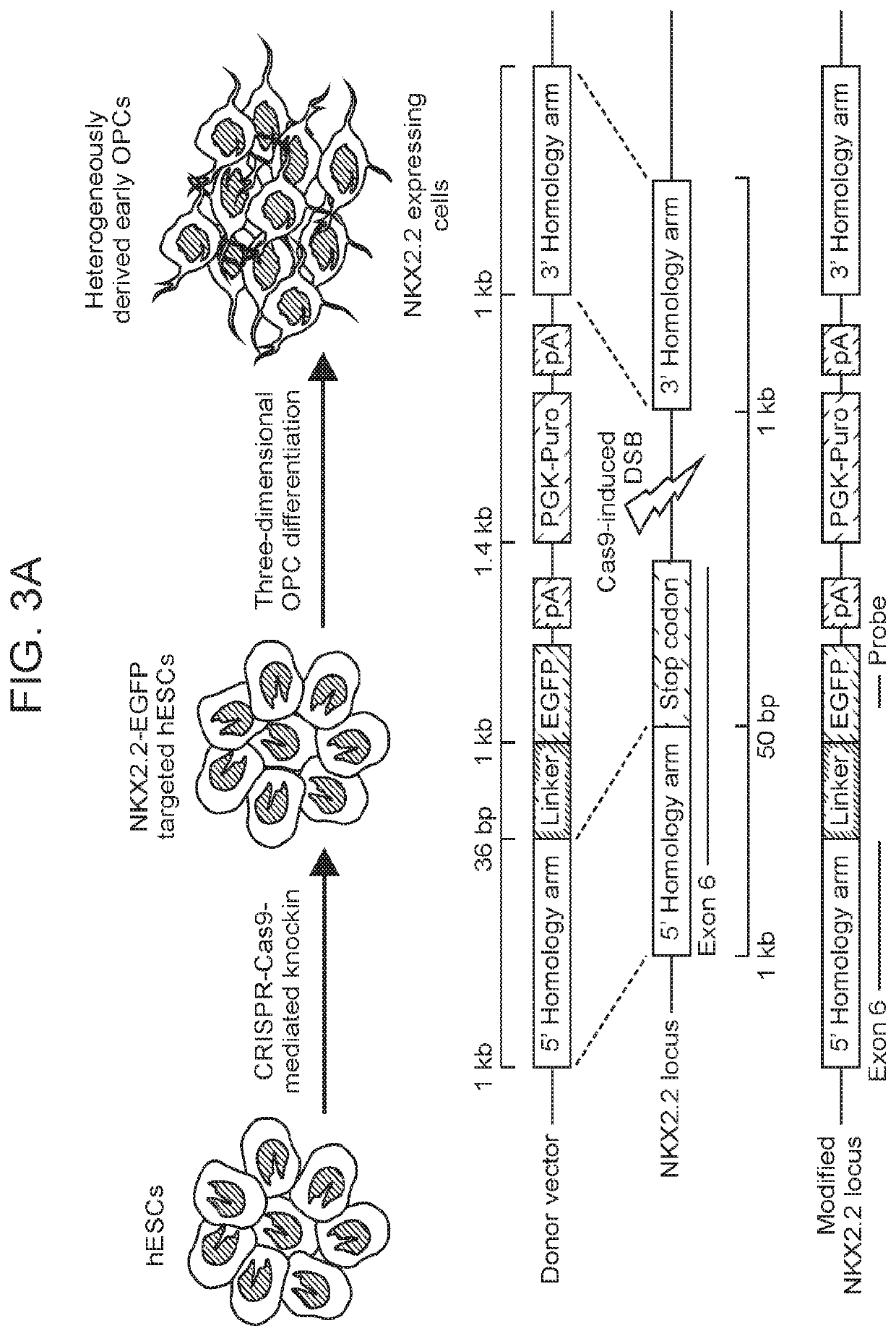 Compositions and methods for generating oligodendrocyte precursors