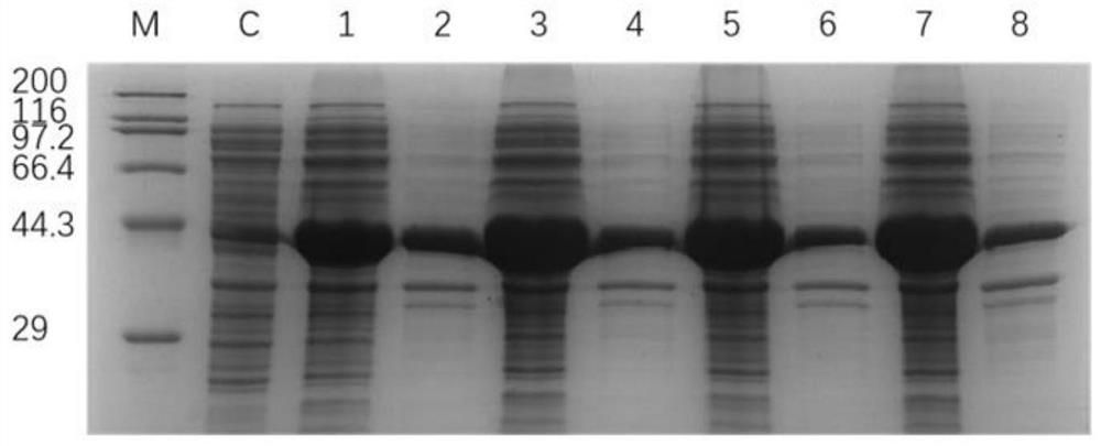 A kind of leucine dehydrogenase mutant and its application