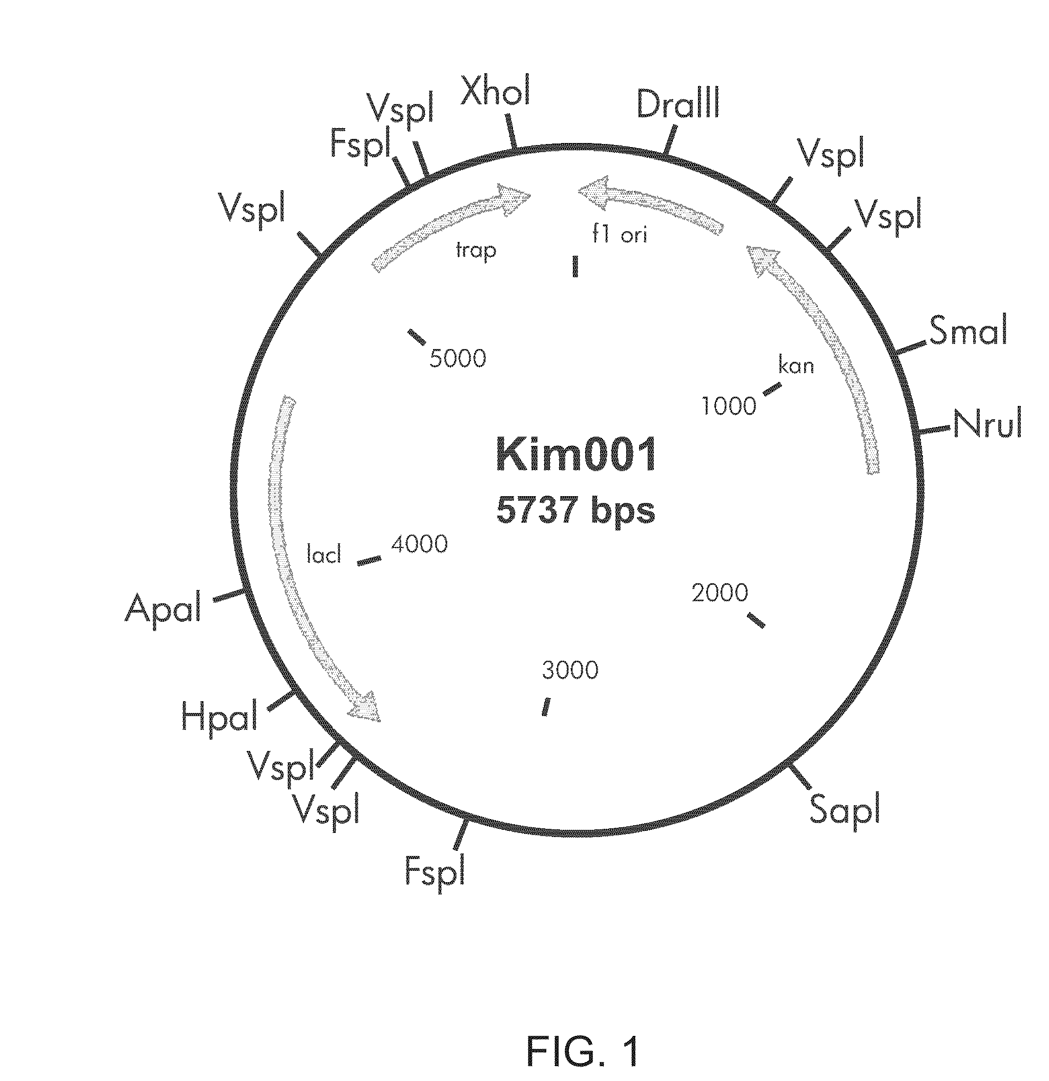 Method for in vitro phosphorylation of trap of Staphylococcus aureus and a method for screening the inhibitor of the trap phosphorylation