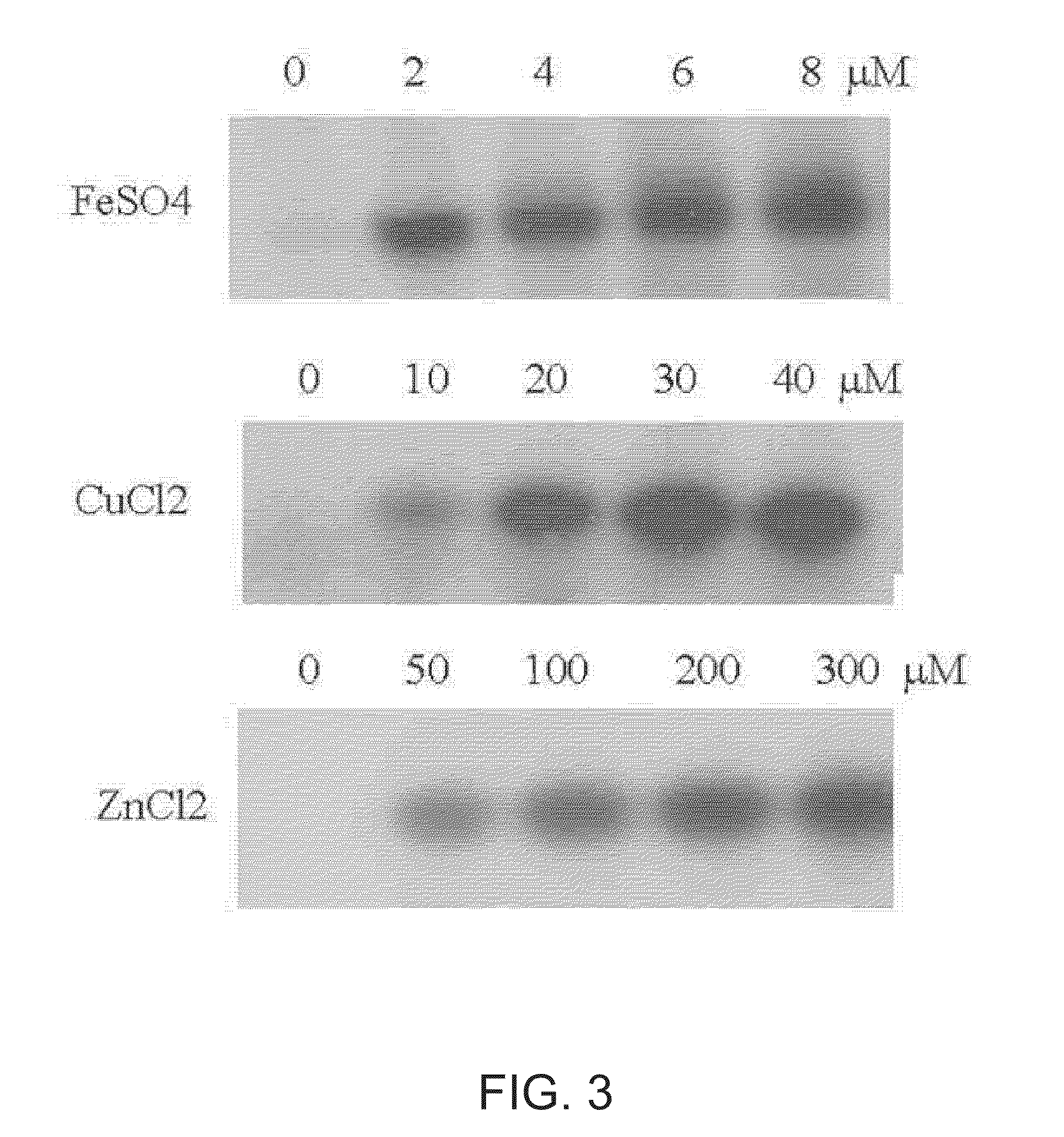 Method for in vitro phosphorylation of trap of Staphylococcus aureus and a method for screening the inhibitor of the trap phosphorylation