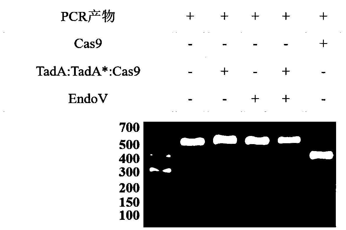 Method for detecting off-target effect of adenine base editor system based on whole genome sequencing, and its application in gene editing