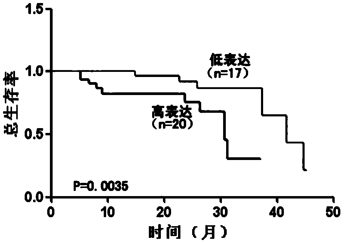 Application method of long no-coding RNA (Lnc RNA (Ribonucleic Acid)) RMST (Rhabdomyosarcoma 2 associated Transcript)