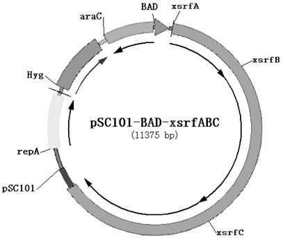 A kind of ternary complex toxin with anti-tumor activity and its preparation method