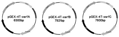 A kind of ternary complex toxin with anti-tumor activity and its preparation method