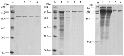 A kind of ternary complex toxin with anti-tumor activity and its preparation method