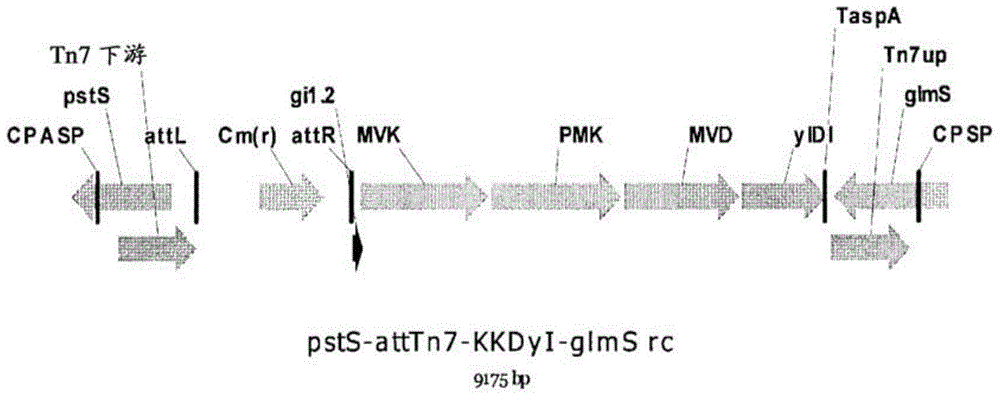 Isoprene synthase and polynucleotide encoding same, and method for producing isoprene monomer