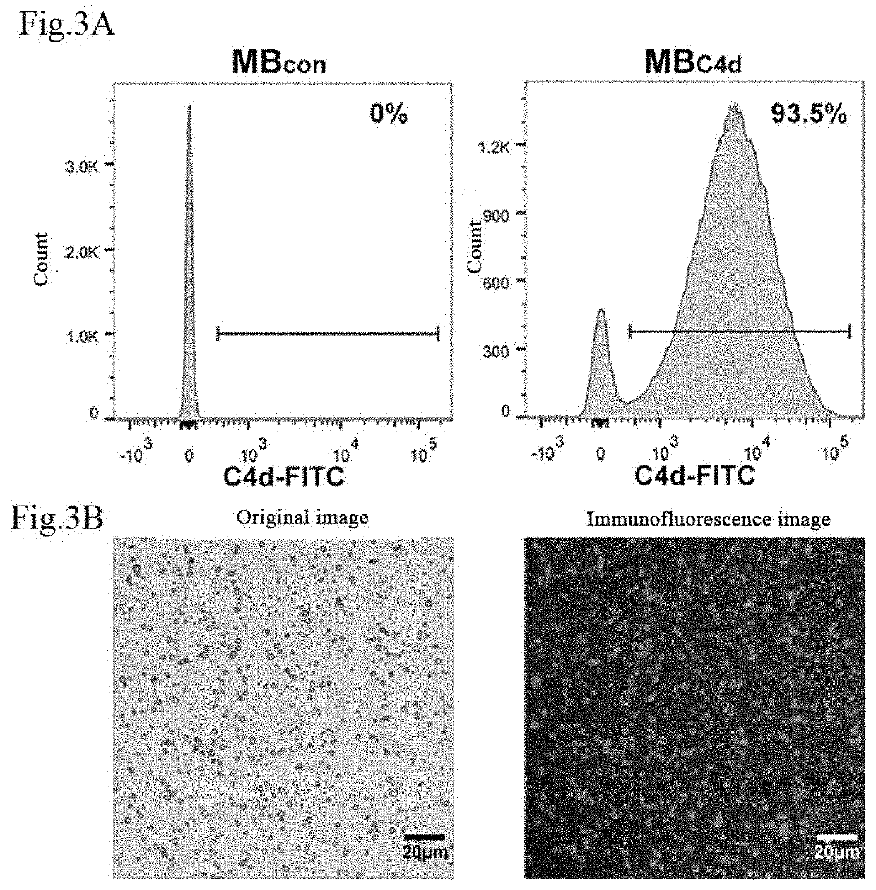 Targeted microbubble, preparation method thereof, and use thereof