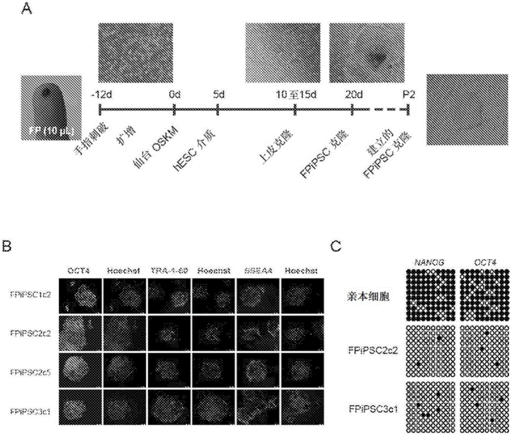 Method for inducing pluripotency in a hematopoietic cell