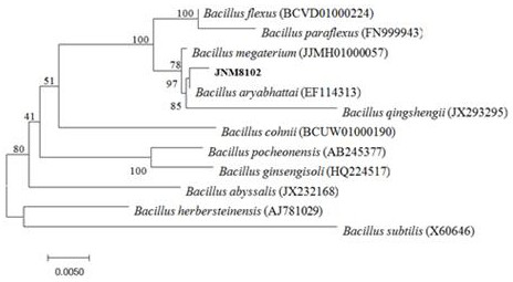 Bacillus aryabhattai and application thereof in disease and pest control of American ginseng