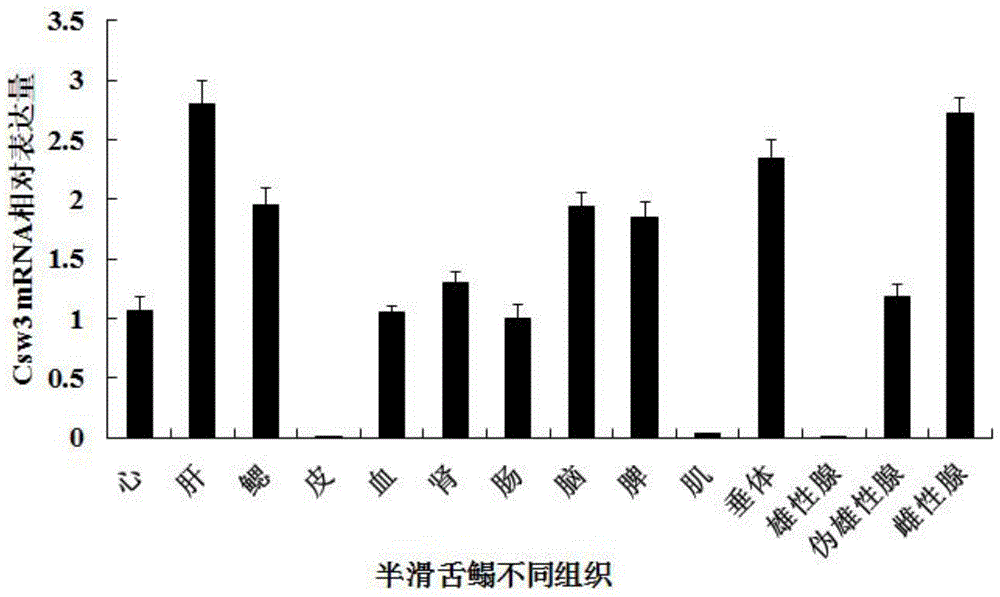 Cynoglossus semilaevis female specificity CSW3 protein as well as gene and application thereof