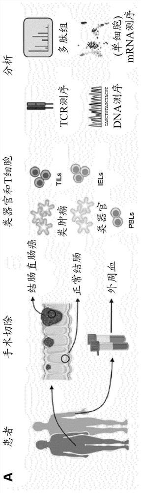 Immune cell organoid co-cultures