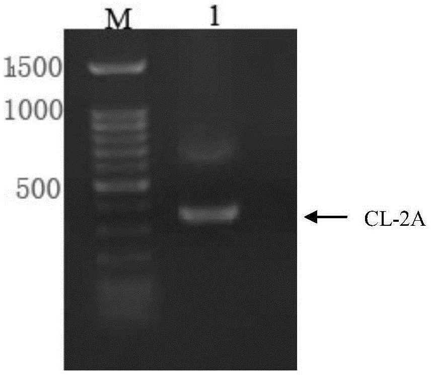 Humanized antibody expression vector and construction method thereof