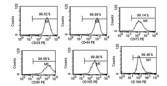 CD106-positive cells, and identification and preparation method and application thereof