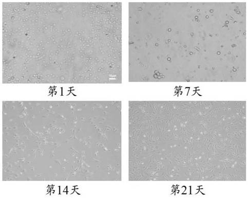 Method for inducing minimal embryonic stem cells to differentiate into cardiomyocytes