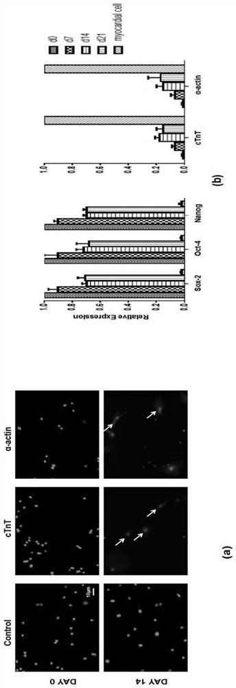 Method for inducing minimal embryonic stem cells to differentiate into cardiomyocytes
