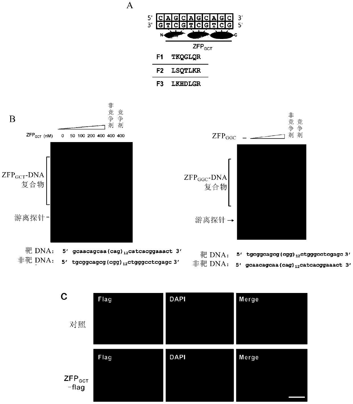 Method for detecting trinucleotide repeats in mammalian genome and its application