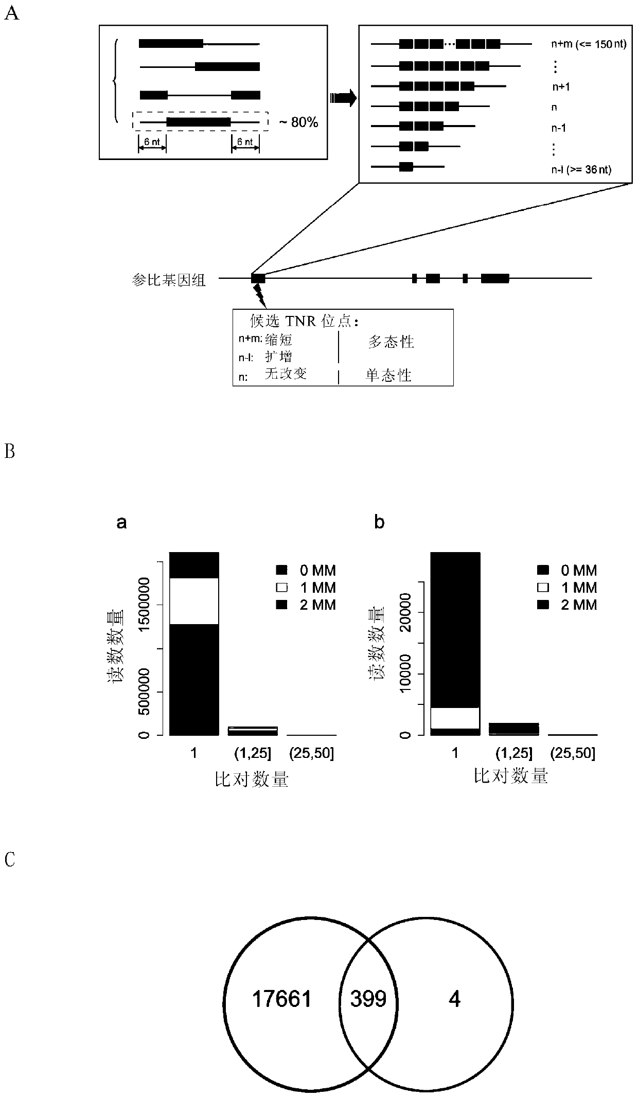 Method for detecting trinucleotide repeats in mammalian genome and its application