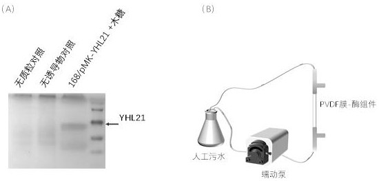 A high-temperature polyphenol oxidase and its application in the treatment of phenolic wastewater