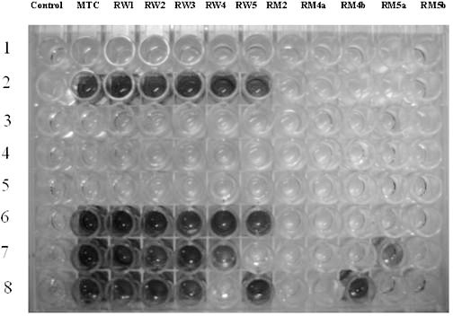 PCR-ELISA based method for detecting mycobacterium tuberculosis resistance gene