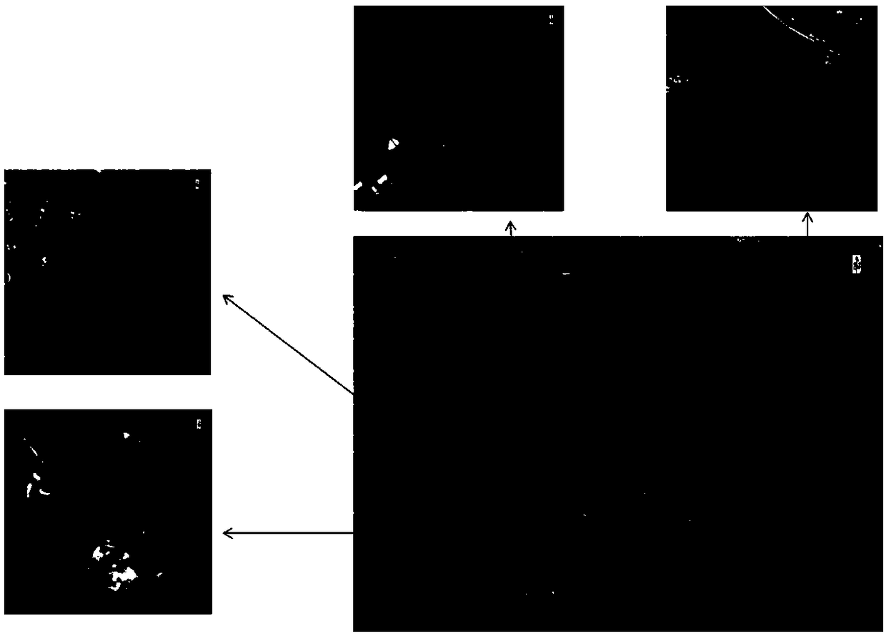 Coastline super-resolution mapping method and coastline super-resolution mapping system based on semi-global optimization