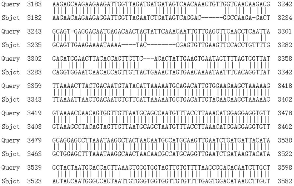 Novel 2019 coronavirus S protein gene isothermal chromogenic amplification primer group, screening kit and detection method