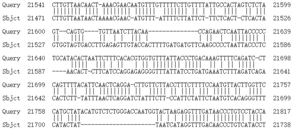 Novel 2019 coronavirus S protein gene isothermal chromogenic amplification primer group, screening kit and detection method