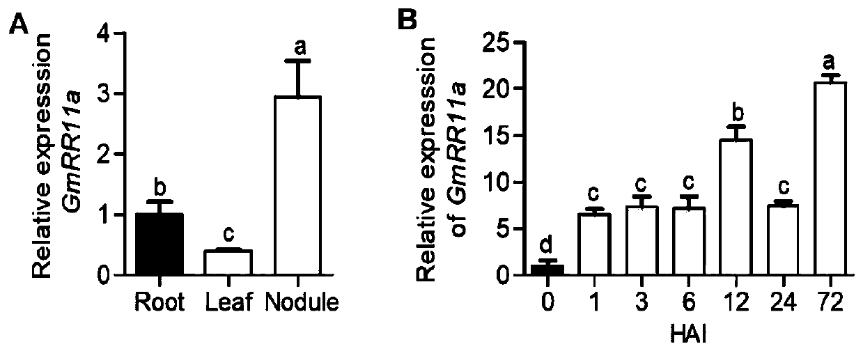 Method for increasing amount of plant root nodules on the basis of gene negative regulation and control