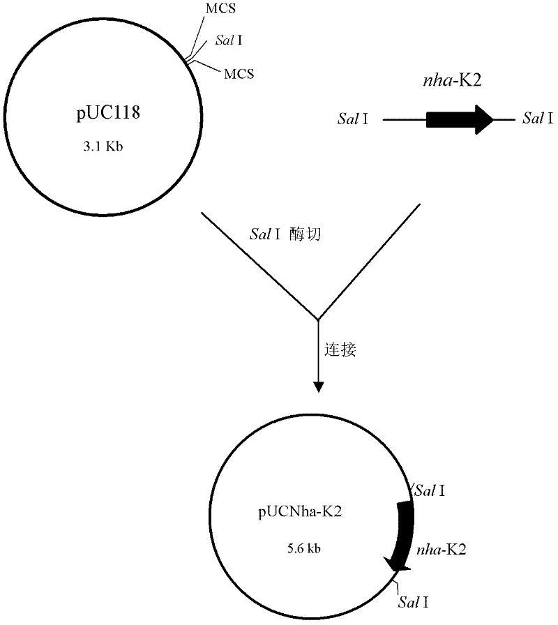 Na+/H+ antiporter protein Nha-K2 and encoding gene and application thereof