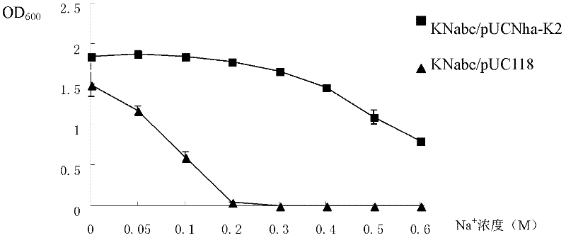 Na+/H+ antiporter protein Nha-K2 and encoding gene and application thereof