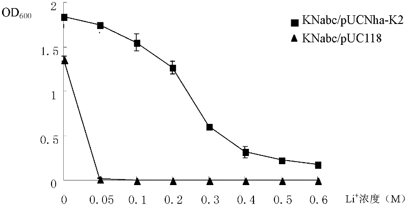 Na+/H+ antiporter protein Nha-K2 and encoding gene and application thereof